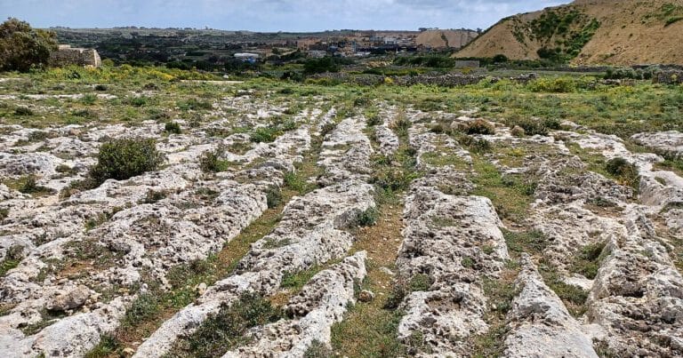 Dense network of cart ruts carved into limestone at Misraħ Għar il-Kbir