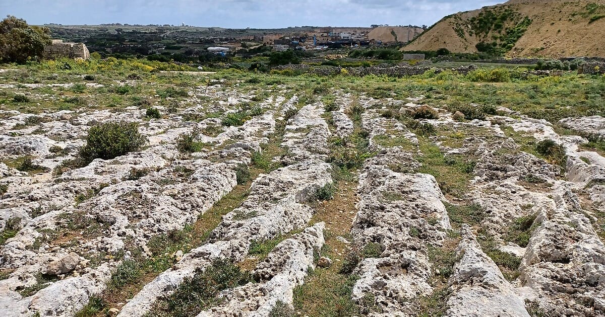 Dense network of cart ruts carved into limestone at Misraħ Għar il-Kbir