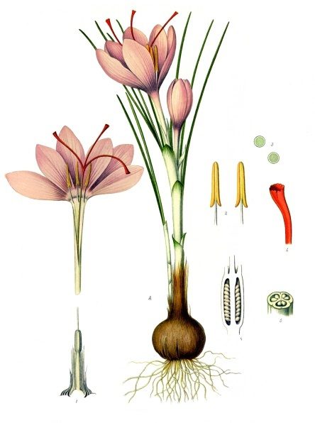 Botanical illustration of saffron crocus with flowers and corm structure.