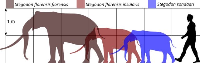 Silhouette chart comparing dwarf Stegodon from Flores to a human figure; clear scale of island dwarfism.