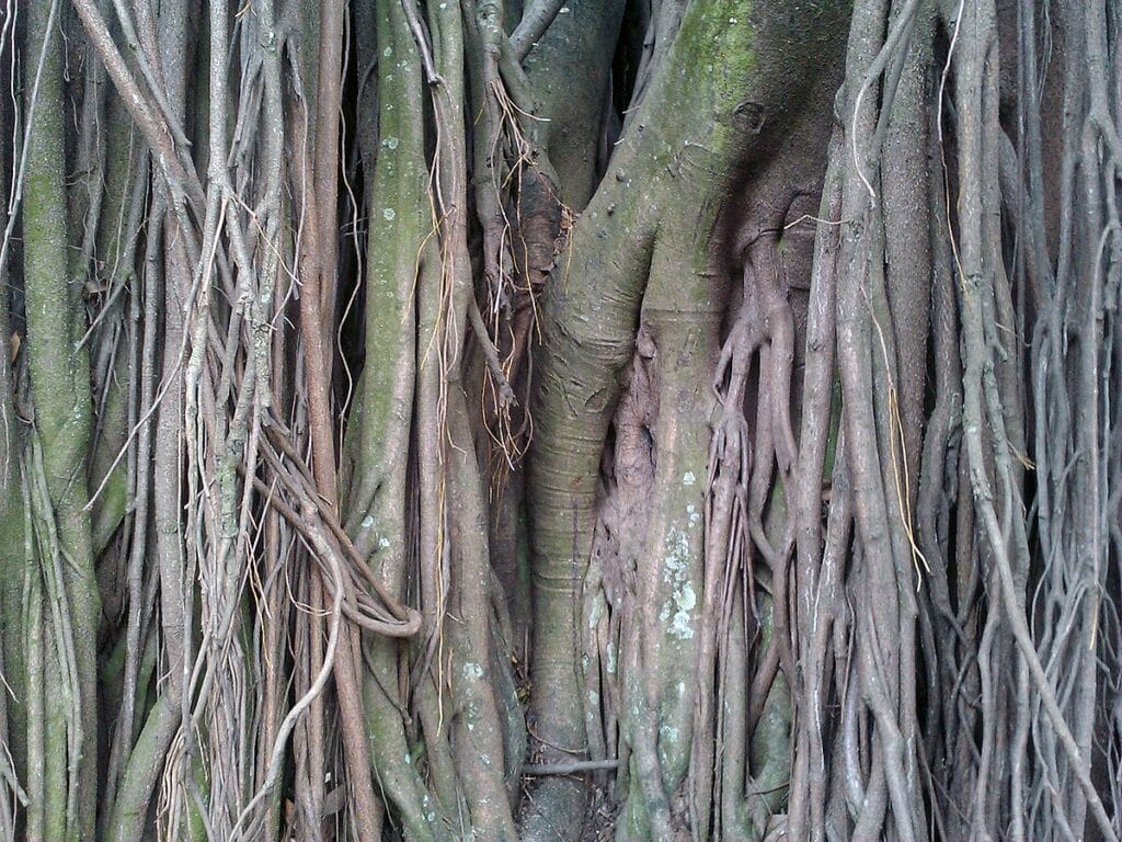 Close view of aerial roots of a rubber fig tree