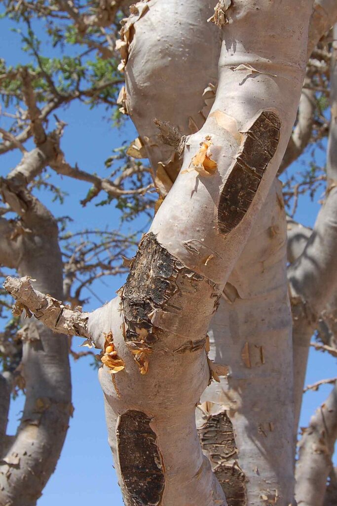 Photograph of a Boswellia sacra tree growing in arid Dhofar, Oman.