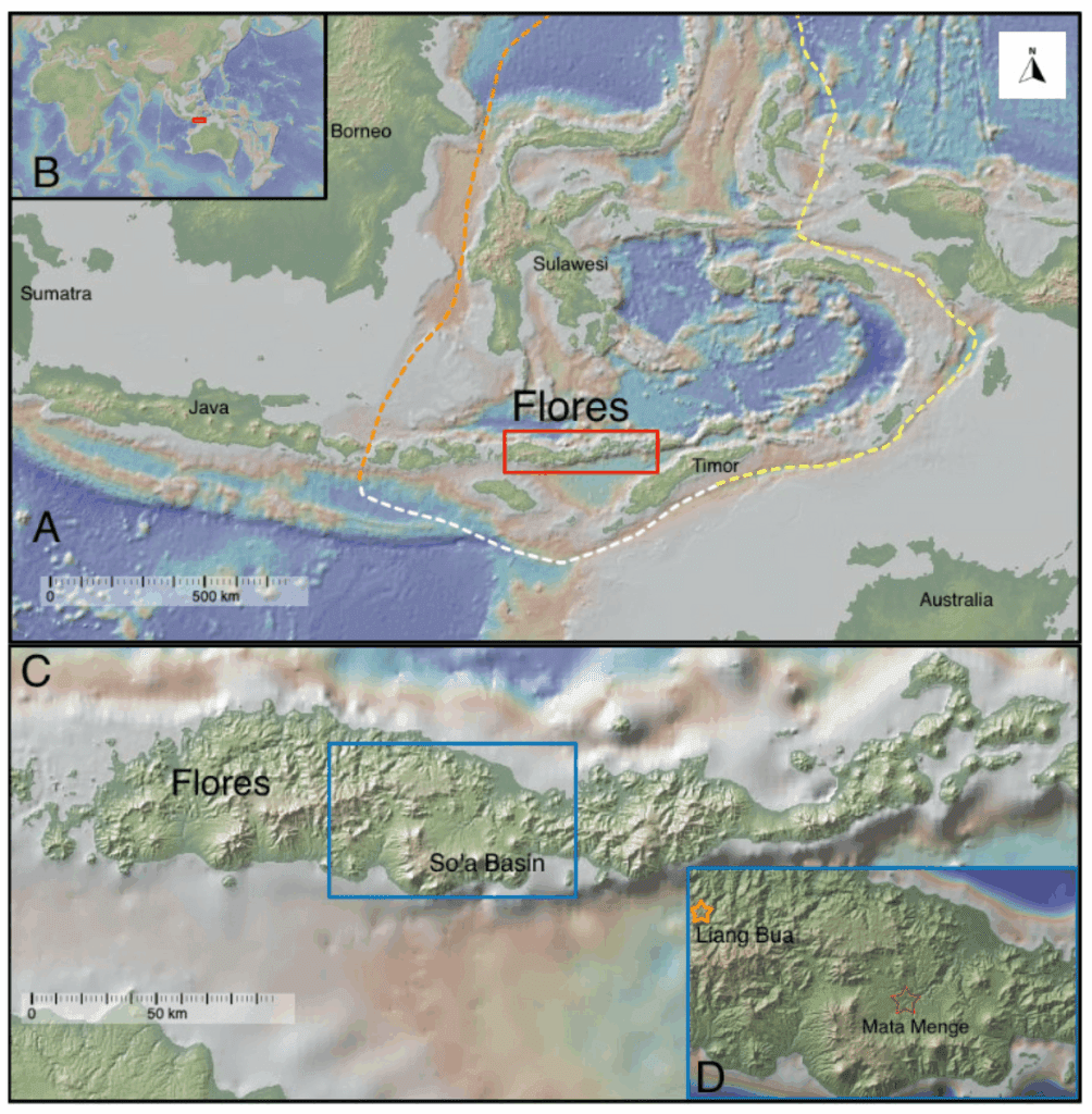 Map of Flores showing the So'a Basin and the Mata Menge site east of Liang Bua.