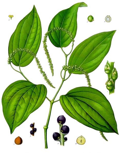 Historical botanical illustration of the black pepper vine with details of inflorescence and fruit.