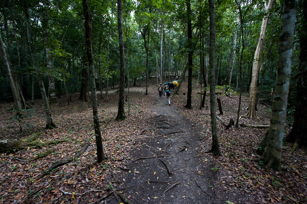 Preserved sacbe in the Maya area: a raised, leveled roadbed whose profile matches the linear ridges traced by LiDAR across forested terrain.