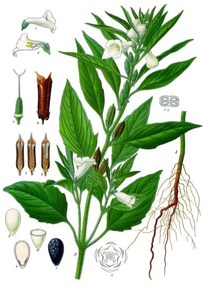 Historical botanical illustration of sesame with flowering stem, capsule, and seed details.