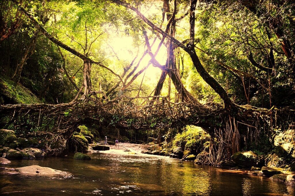 Living root bridge in the Cherrapunji region