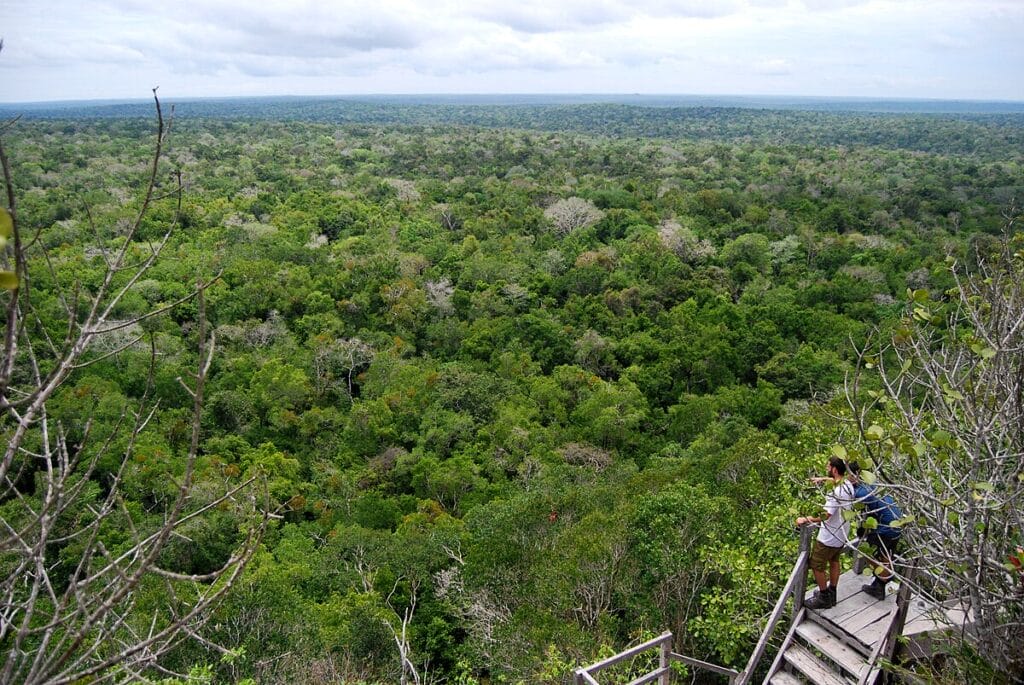 Forest canopy seen from the summit of La Danta at El Mirador.