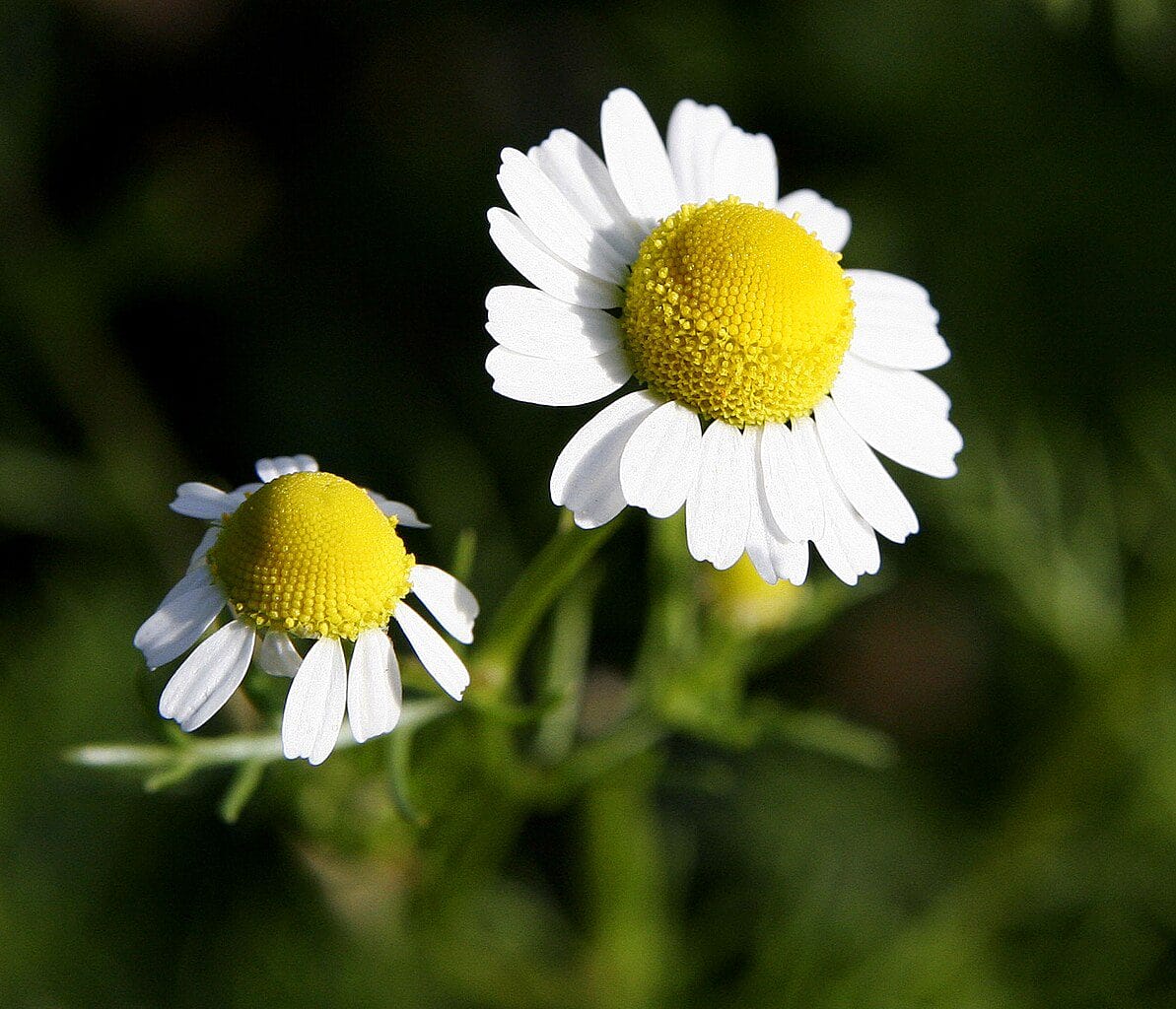 Close view of wild chamomile with white ray florets and yellow disc