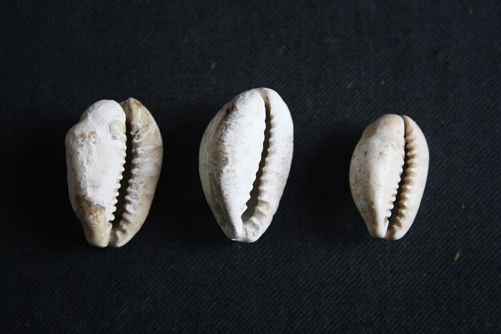 Cowrie shells used as a recognized exchange medium in early China during the Shang and Zhou periods.
